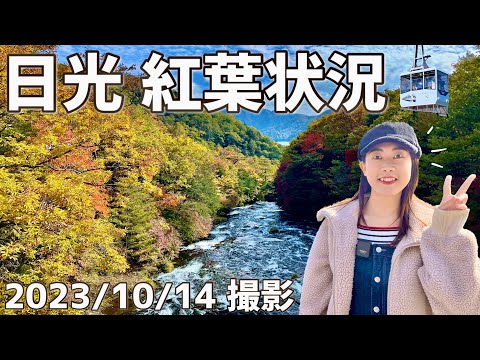 【栃木 日光】紅葉状況2023レポート🍁明智平/中禅寺湖/竜頭の滝/戦場ヶ原/湯滝/湯ノ湖 【観光 旅行】