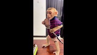 Monkey’s mealtime brings so much joy! 🍽️🐒 #FoodFun #MonkeyLife...009 | #shorts #moneky #cute #eating