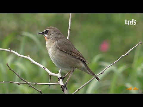 【えりすいしかり】初夏の花や鳥