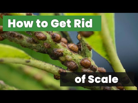 Attention Plant Lovers: How To Get Rid Of Scale On Plants