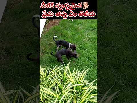 విశ్వాసానికి బ్రాండ్ అంబాసిడర్🐕‍🦺మీ వీధి సెక్యూరిటీ మీ చేతుల్లోనే🙋 #shorts #poordogs