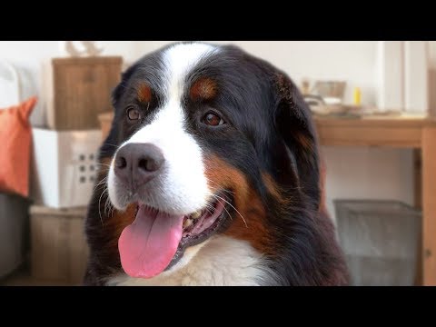 Bernese Mountain Dog Compilation