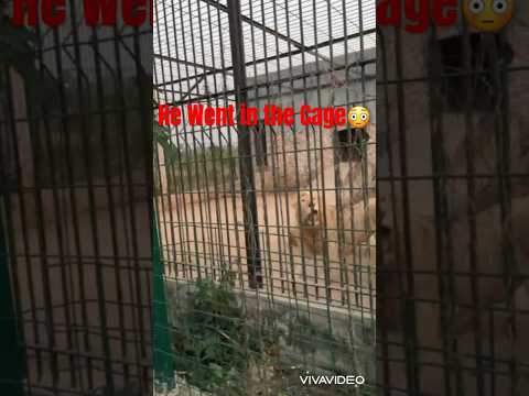 He went in the Cage for a picture😳 #lion #omg #shocked #mustsee