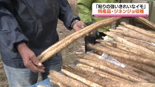 ジネンジョの収穫最盛期　広島・庄原市