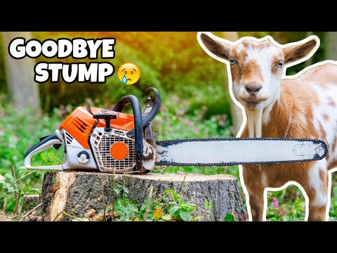 Oh no! We have to remove her FAVORITE STUMP 😭