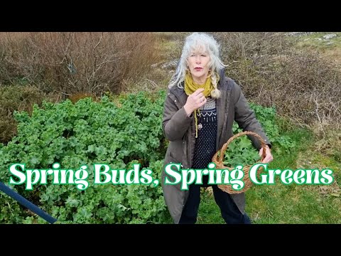 Spring Buds, Spring Greens