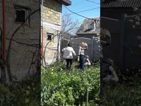 Дача  моей  сестры  анны  ...сестры  трудяттся  в огороде  ..