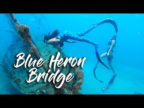 Blue Heron Bridge Dive