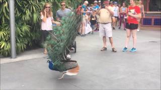 Peacock Opening Its Feathers