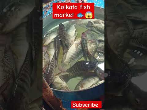 Kolkata fish market 🐟😱| मछली बाजार #trending #viralvideo #youtubeshorts #fish