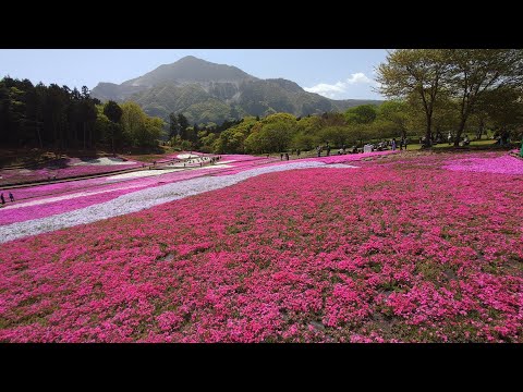 フレキシブル顎マウントで芝桜見