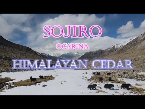 ヒマラヤン・シーダー HIMALAYAN CEDAR / 宗次郎 Sojiro【ハーモニー】