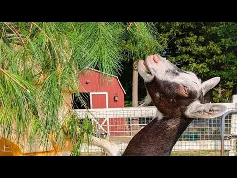 The Goats definitely loved this treat