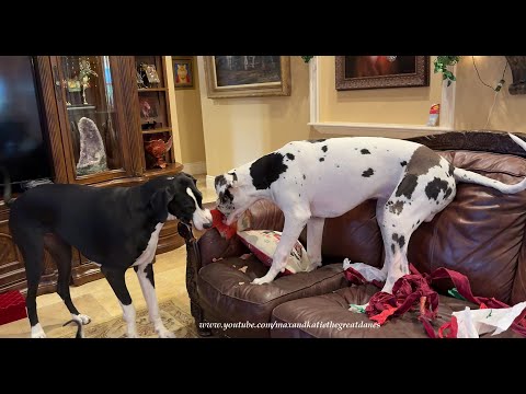 Funny Great Dane & Puppy Run Fa La La La Chewing House Zoomies Laps