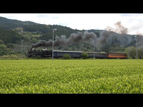 大井川鐵道 抜里の里は萌黄色 2017年5月4日