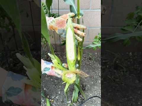 How is your Stardew valley corn crop doing? #stardewvalley #corn #game #garden #videogames #crop