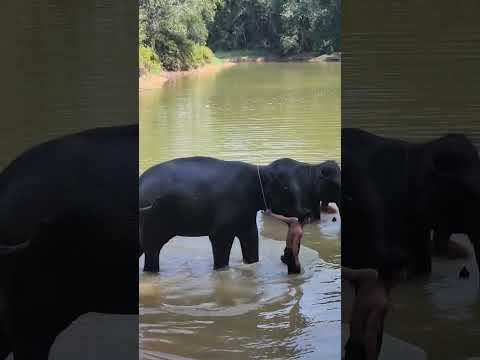 This is how the elephants are really treated in Thailand.  #humane #thailand #phuket