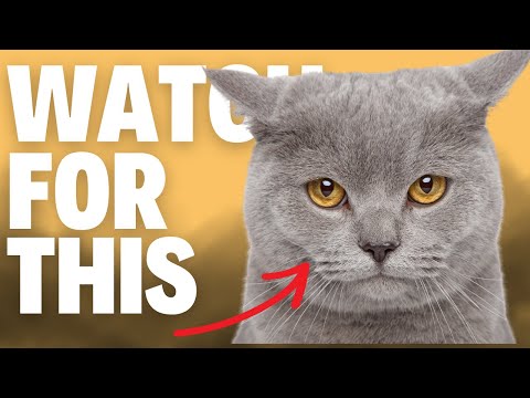 6 Signs Your Cat Is Feeling Lonely