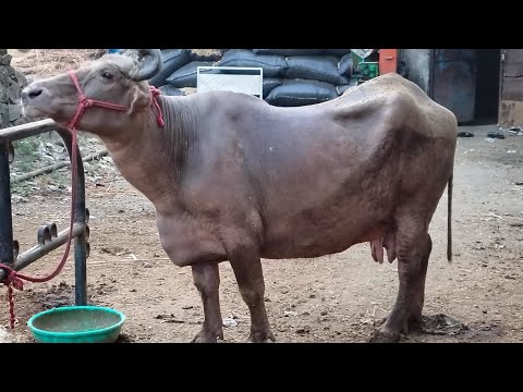 Buffalo farming in India | Discussion with Krishi sansar.