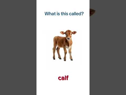 Can you guess? #english #babyanimals  #vocabulary #animals #names #shortsvideo