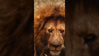 I am a King Of jungle -7 Lion #Shorts