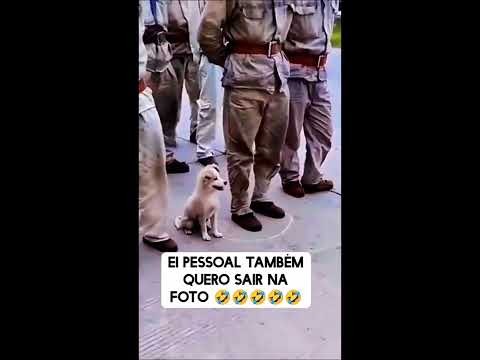 Cãozinho gosta de sair na foto