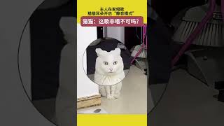 主人在家唱歌，猫猫耳朵开启“静音模式”，猫猫：这歌非唱不可吗？ #萌宠 #宠哈哈 #猫咪