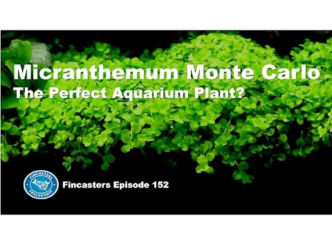 The Monte Carlo Plant Fincasters Episode 152