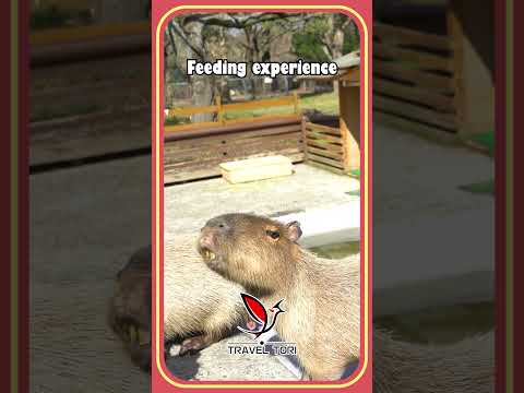 CAPYBARA IS SO CUTE #capybara #feeding #animals #tottori #travel #japan #水豚 #カピバラ #卡皮巴拉 #鳥取観光 #鳥取市