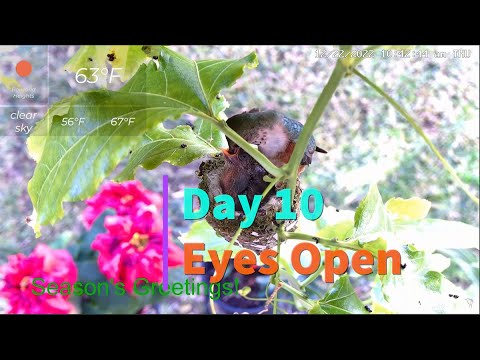 Flora's Baby Hummingbirds Holly and Berry Vlog Day 10: Eyes Open 12/22/2022