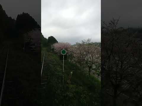 金武の桜