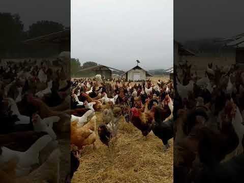 raising organic pastured poultry #hen