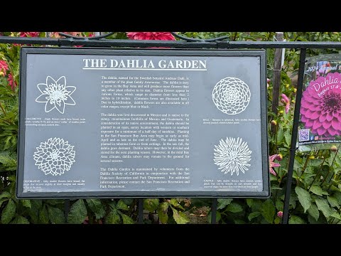 The Dahlia Garden in Golden Gate Park, San Francisco