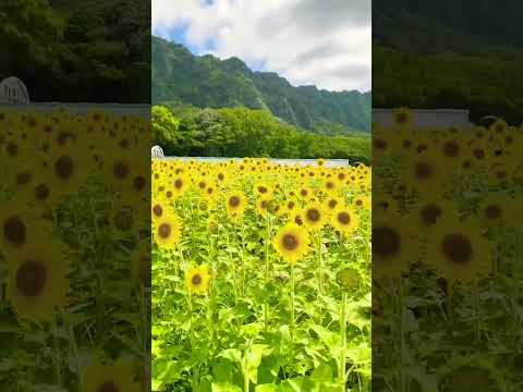 #ハワイ #ひまわり畑  #ハワイ好きな人と繋がりたい #hawaii #waimanalo  #sunflower #hilife #aloha 🤙