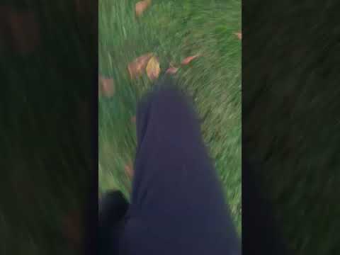 cat chases me agian