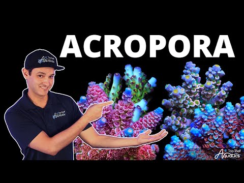 Top Shelf Aquatics' Coral Care Series - Acropora