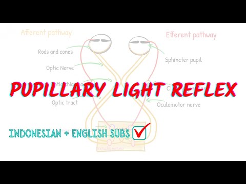 Pupillary light reflex pathway explained!! | Neuroaholics