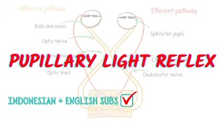 Pupillary light reflex pathway explained!! | Neuroaholics