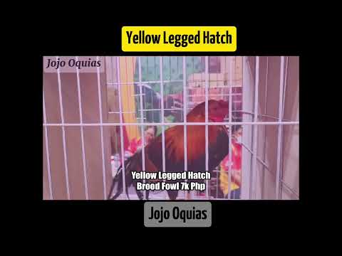 Yellow Legged Hatch Brood Stag #shorts  #shortvideo  #shortsfeed