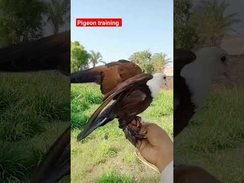 kabootar ko tran kary howy #pigeon #pigeonbreeds #beautiful #kabootar #pigeontypes#shorts#sad