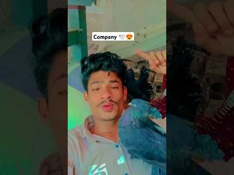 Ye Apni Company Hai 🕊️ || Pigeon Status Video || #pigeon #youtubeshorts #kabutarbazi #pigeonlover