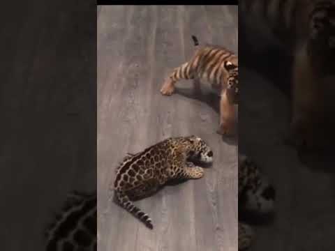 tiger and jaguar