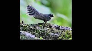 Amazing bird #birds #bird #nature #birdsofinstagram #wildlife #birdphotography #naturephotography