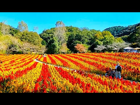 【Cocks comb　ケイトウ・ワールドローズガーデン】　岐阜県可児市（かにし）　2024年10月13日（日）　　Gifu-Japan