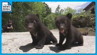 ツキノワグマの愛らしい赤ちゃんと記念撮影 「ふわふわ」「かわいかった」  岐阜 高山市の奥飛騨クマ牧場