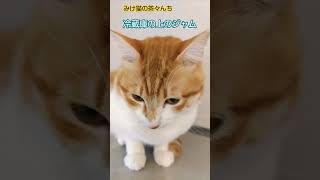 くつろぎ猫たち　#保護猫 #cute #ねこのいる生活 #三毛猫 #茶トラ