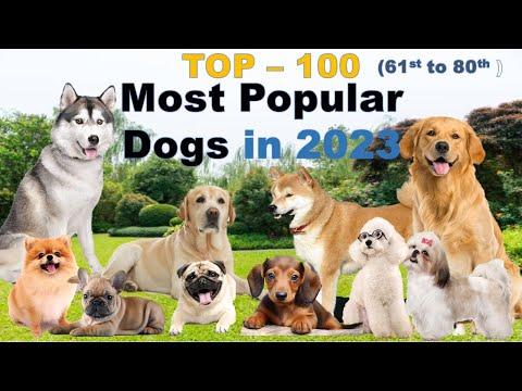 Top 100 Most Popular Dogs in the Philippines, Rank 61st to 80th., Part 2 of 5