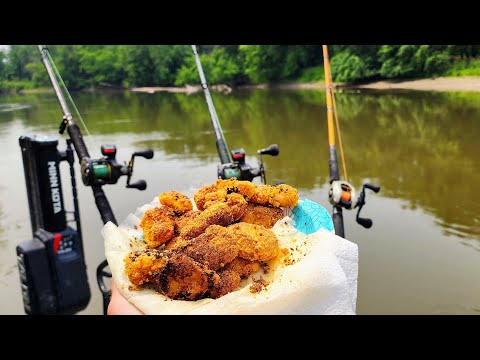 Shallow River CATCH AND COOK!! (Brushpile Fishing)