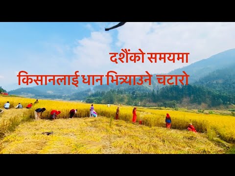 धान भित्र्याउने चटारो !