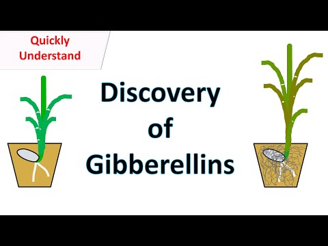 Discovery of Gibberellins